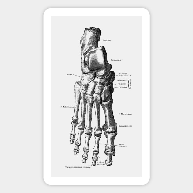 Right Foot Skeletal Diagram - Vintage Anatomy Magnet by Vintage Anatomy Prints